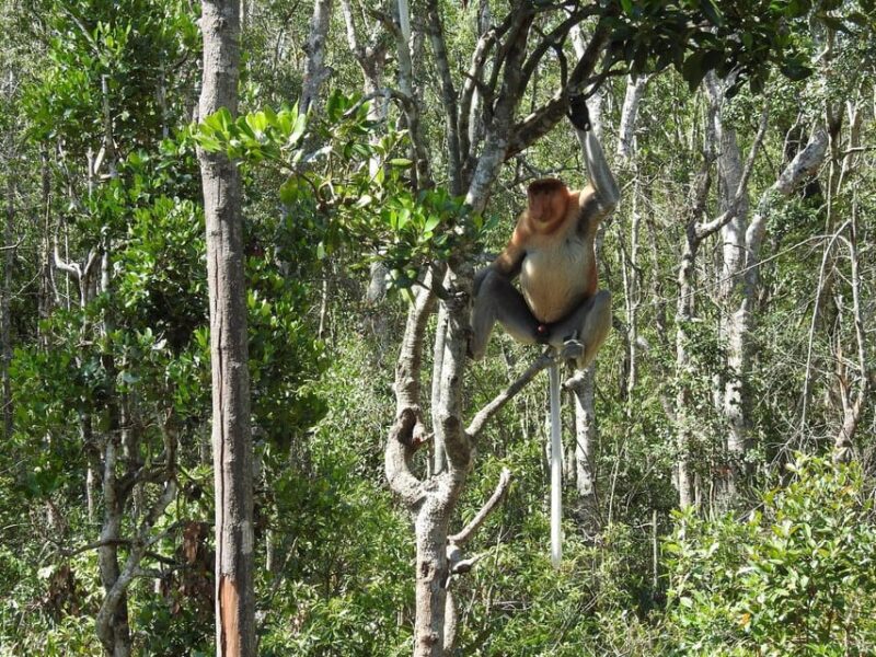 Sandakan: Kinabatangan River Wildlife Cruise With Lunch - Booking and Cancellation