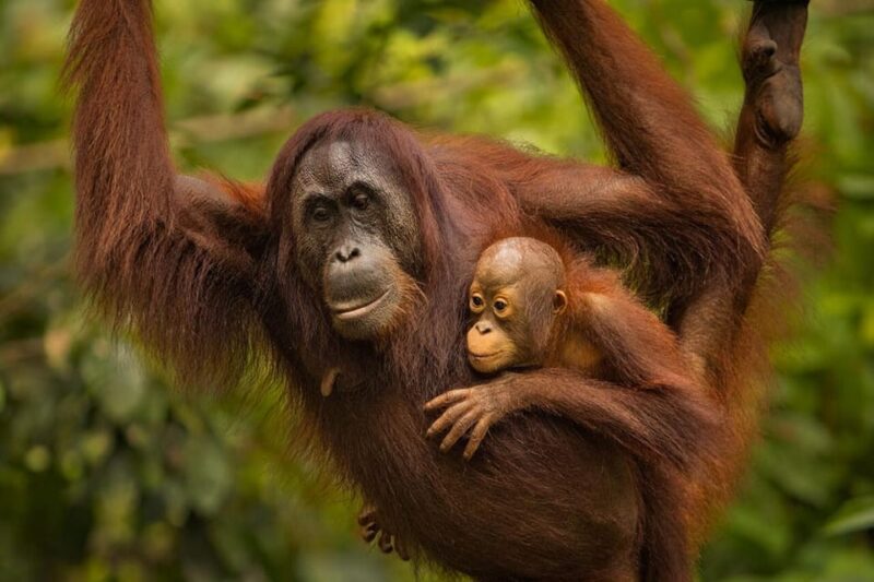 Sandakan: Orangutan Sanctuary Shared Day Trip Tour - Itinerary Highlights