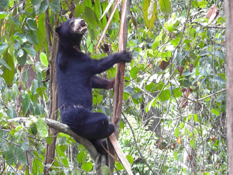 Sandakan: Orangutan Sanctuary Shared Day Trip Tour - Rainforest Discovery Centre Experience