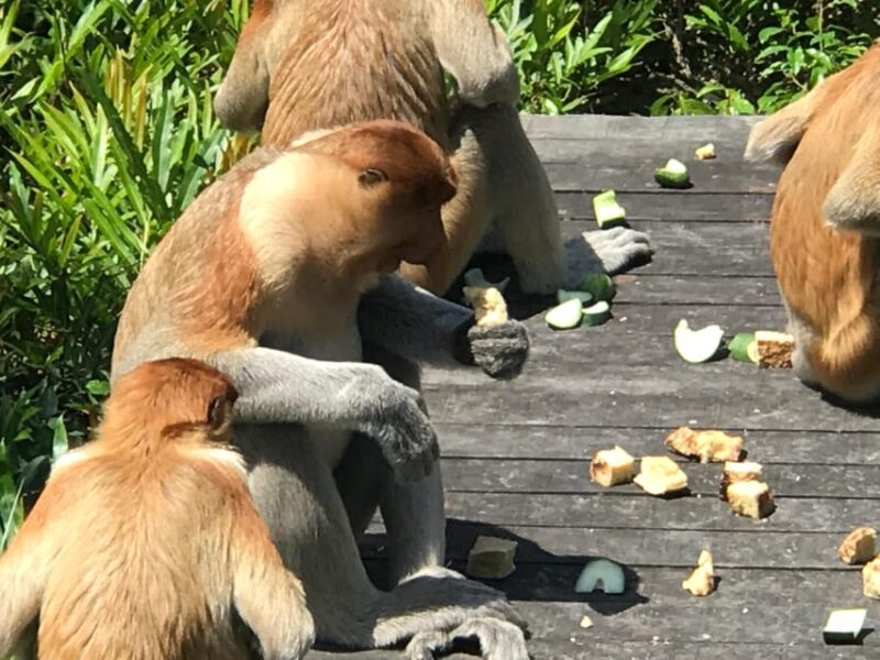 Sandakan: Orangutan Sanctuary Shared Day Trip Tour - What to Bring