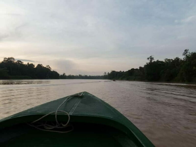 Sandakan: Sukau Rainforest Wildlife Journey & Dawn Cruises - Key Points