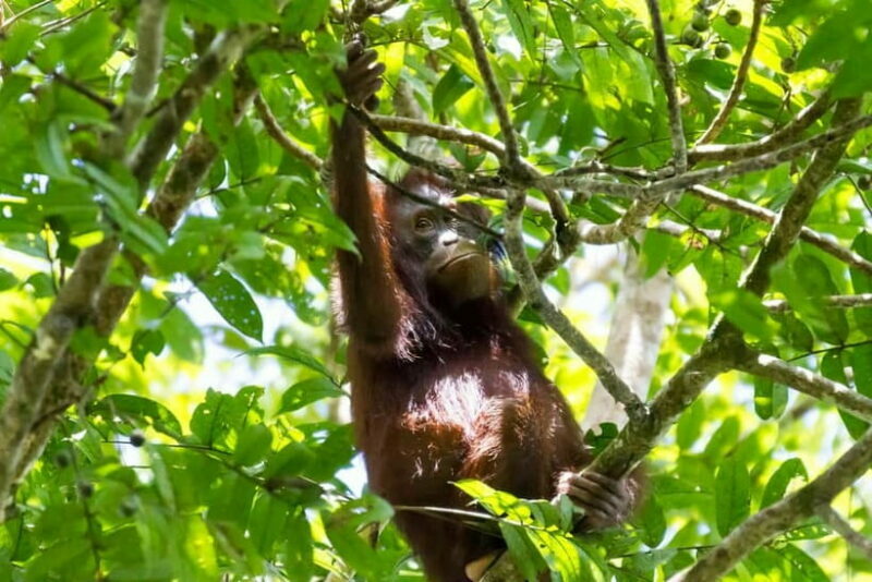Sandakan: Sukau Rainforest Wildlife Journey & Dawn Cruises - Assessing the Value