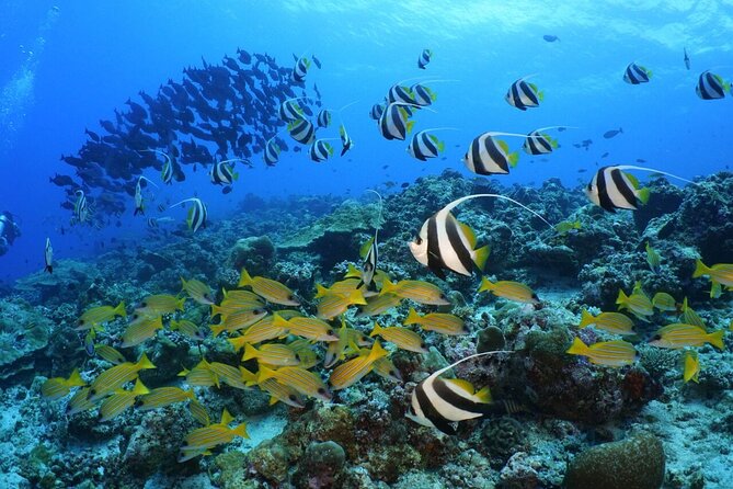 Sandbank Snorkeling and Sunset Cruise - Breathtaking Sunset Cruise