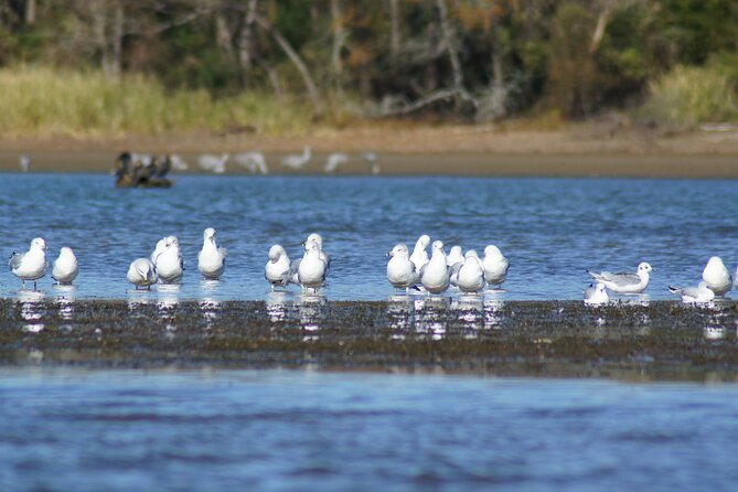 Sandhill Crane Kayak Tour With Chattanooga Guided Adventures - Kayaks and Cold-Weather Gear Provided