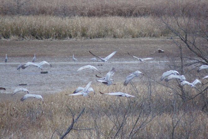 Sandhill Crane Kayak Tour With Chattanooga Guided Adventures - Tour Details and Highlights