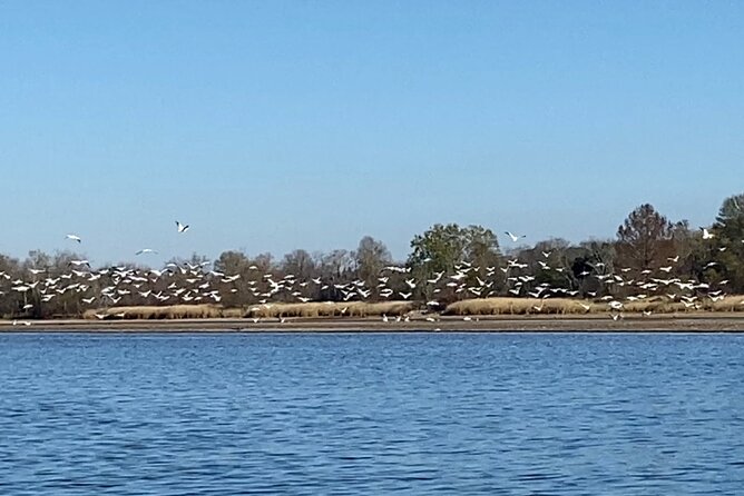 Sandhill Crane Kayak Tour With Chattanooga Guided Adventures - Maximum of 8 Travelers Allowed