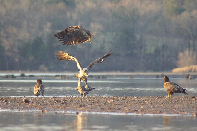 Sandhill Crane Kayak Tour With Chattanooga Guided Adventures - Meeting Point and Location