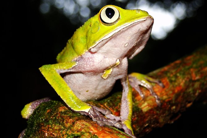 Sandoval Lake and Tambopata National Reserve - Visiting the Canopy Tower