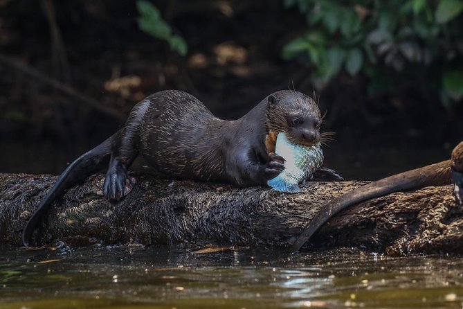 Sandoval Lake and Tambopata National Reserve - Local Wildlife and Ecosystem