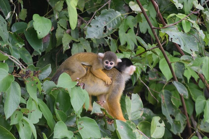 Sandoval Lake and Tambopata National Reserve - Inclusions and Amenities