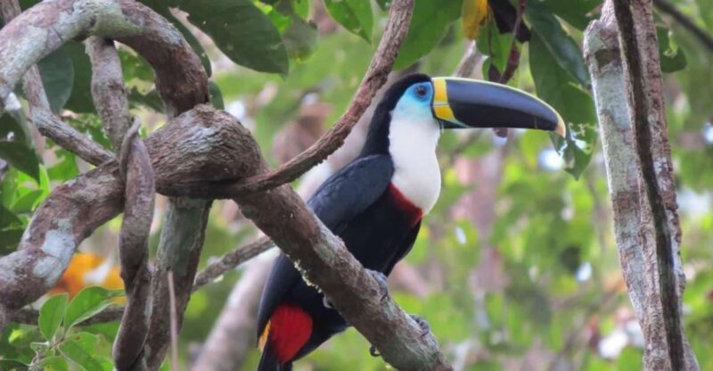 Sandoval Lake & Cachuela Parrots Clay Lick 4D - Experience Highlights