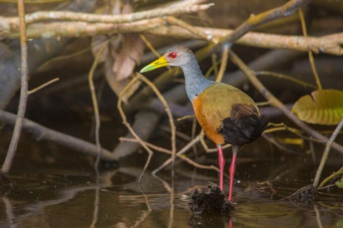 Sandoval Lake & Parrot Clay Lick 3 Days/2 Nights - Inclusions and Exclusions
