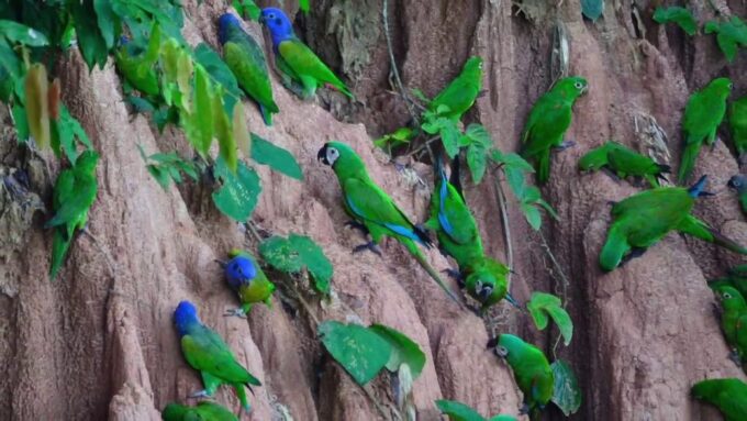 Sandoval Lake Tambopata 4 Days 3 Nights: Chuncho Macaw Clay - Group Size and Languages