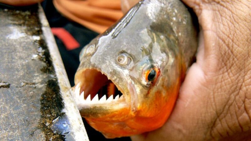 Sandoval Lake Yacumama Lake Piranha Fishing 5 Days - Highlights and Memorable Experiences