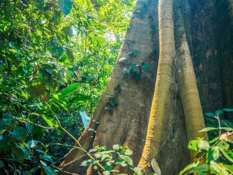 Sandovals Secrets- 2 Days in the Tambopata Jungle - Itinerary Day 1