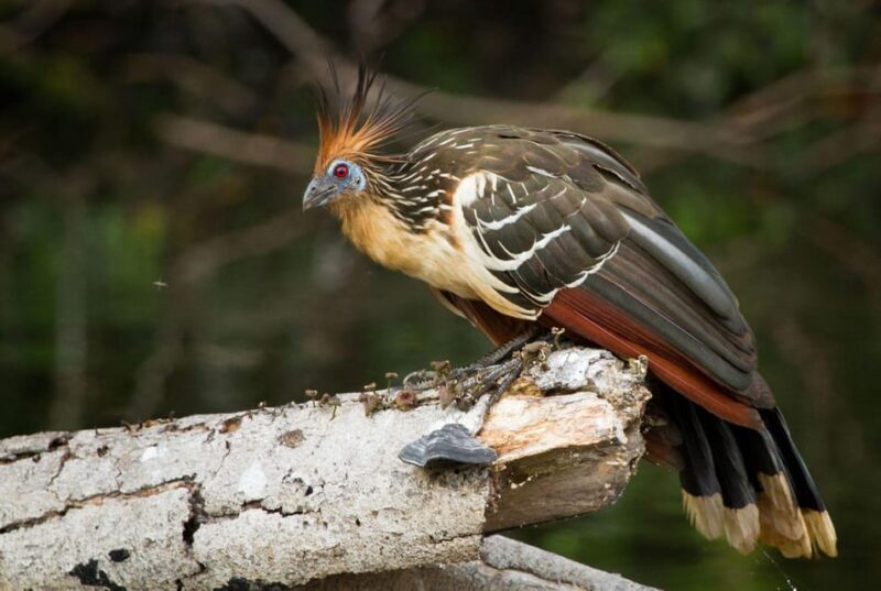 Sandovals Secrets- 2 Days in the Tambopata Jungle - Itinerary Day 2