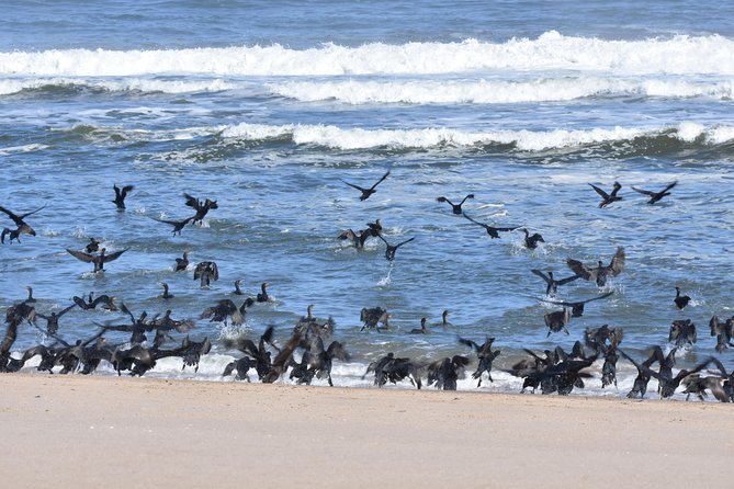 Sandwich Harbour Adventure: Seals and Sandwich Harbour Dune Drive - Additional Information