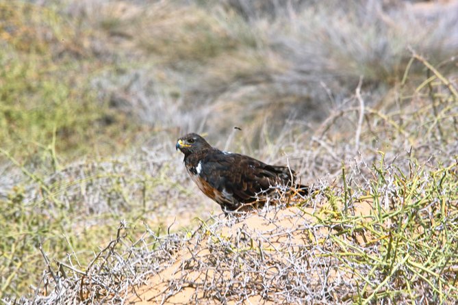 Sandwich Harbour Half-Day 4x4 Tour (5 Hours) From Walvis Bay - Meeting and Pickup Details