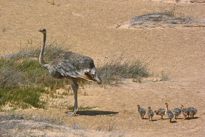 Sandwich Harbour Half-Day 4x4 Tour (5 Hours) From Walvis Bay - Traveler Requirements