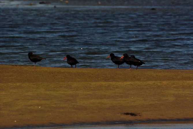 Sandwich Harbour & Pelican Point Full Day Tour - Picnic in the Desert