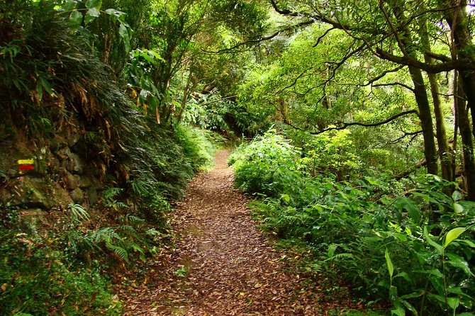 Sanguinho Hike From Ponta Delgada - Health and Safety Information