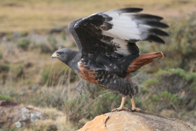 Sani Pass: Day Tour From Durban - Preparing for the Adventure