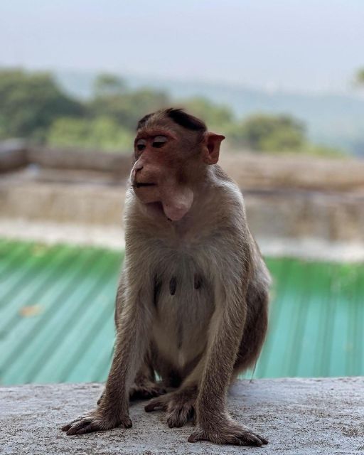 Sanjay Gandhi National Park + Kenheri Caves + Lion Safari - Activities and Experiences