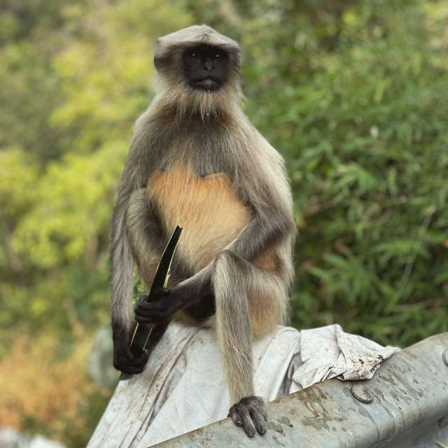 Sanjay Gandhi National Park + Kenheri Caves + Lion Safari - Booking and Pricing