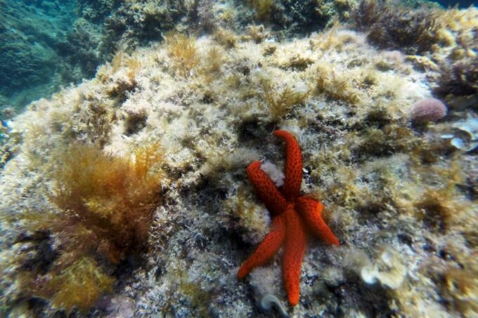 Sant Feliu De Guíxols: Kayaking & Snorkeling Tour - Frequently Asked Questions