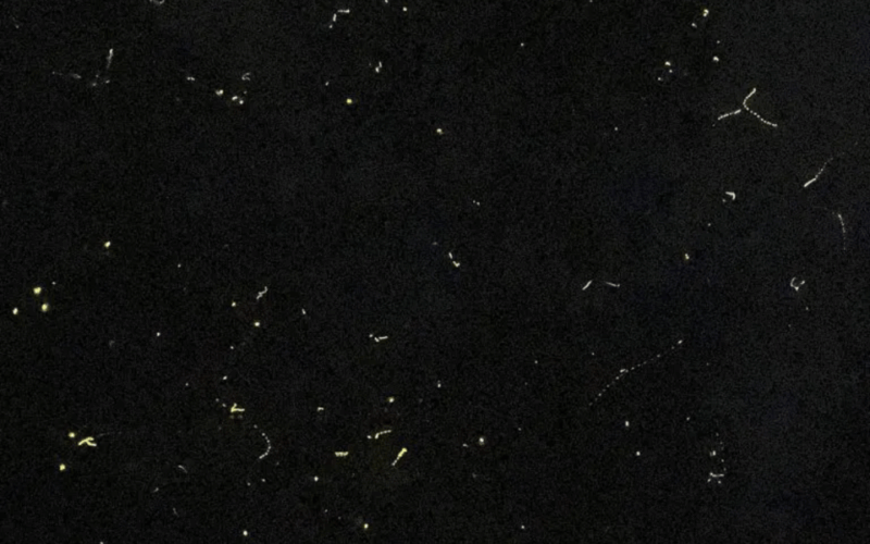 SANTA ANA FIREFLY WATCHING TOUR (Private) - Included Services