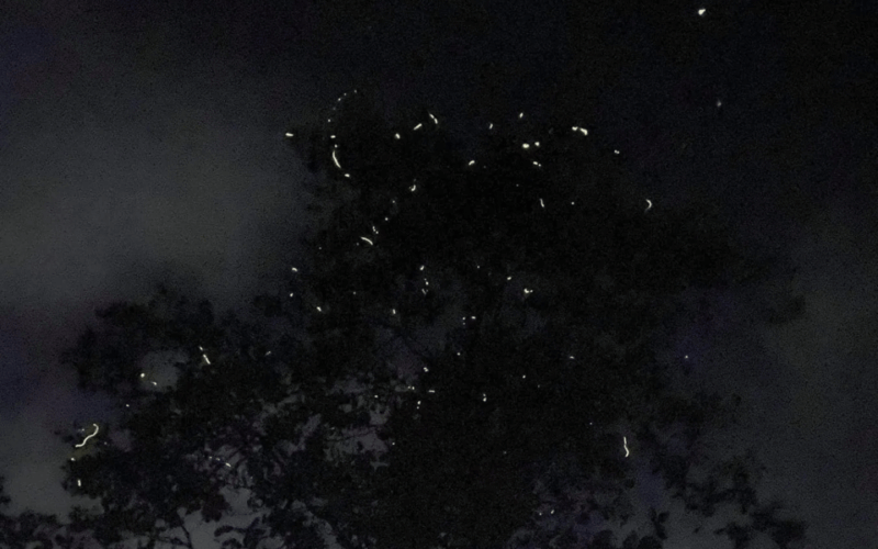 SANTA ANA FIREFLY WATCHING TOUR (Private) - Local Terminology