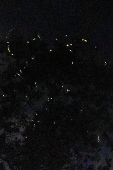 SANTA ANA FIREFLY WATCHING TOUR (Private) - Frequently Asked Questions