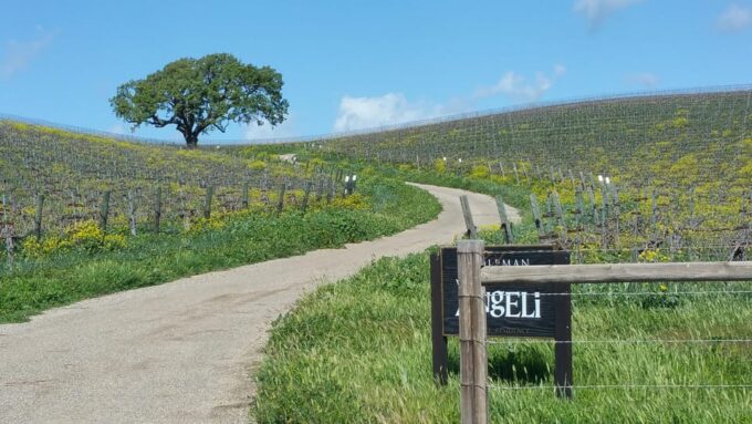 Santa Barbara: E-Bike Wine Country Tour W/ Tastings & Lunch - Gourmet Picnic Lunch