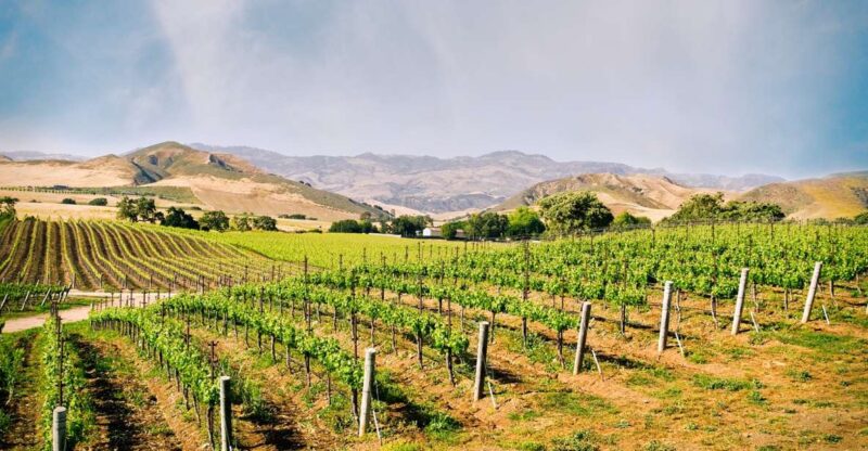 Santa Barbara: Wine Country Tour With Lunch - Customer Reviews and Ratings