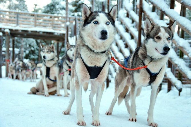Santa Claus Village Guided Tour & Arctic Animals Adventure - Unique Experiences