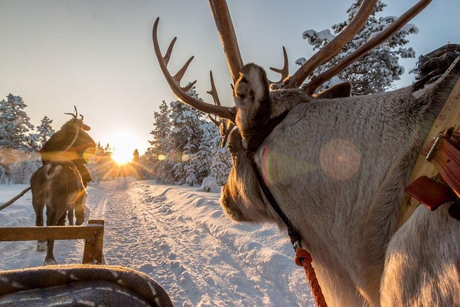 Santa Claus Village Guided Tour & Arctic Animals Adventure - Inclusions and Amenities