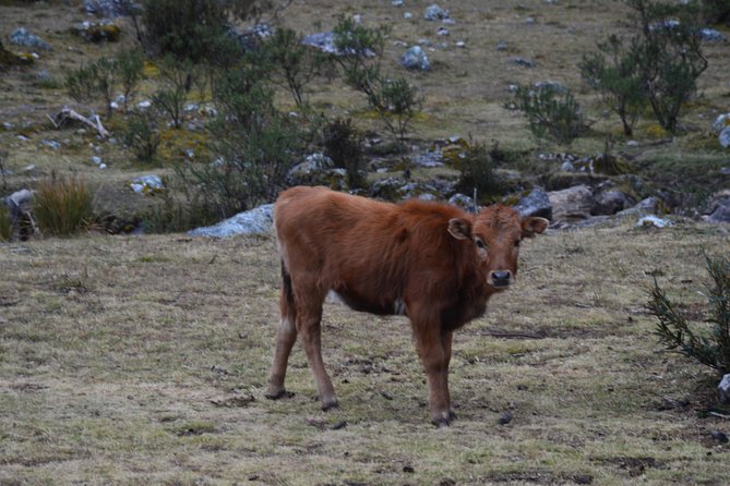 Santa Cruz 4 Days Trek - Trek Overview