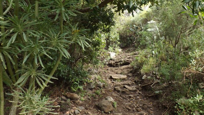 Santa Cruz De Tenerife: 2-Hour Hiking Tour in Anaga Forest - Customer Ratings