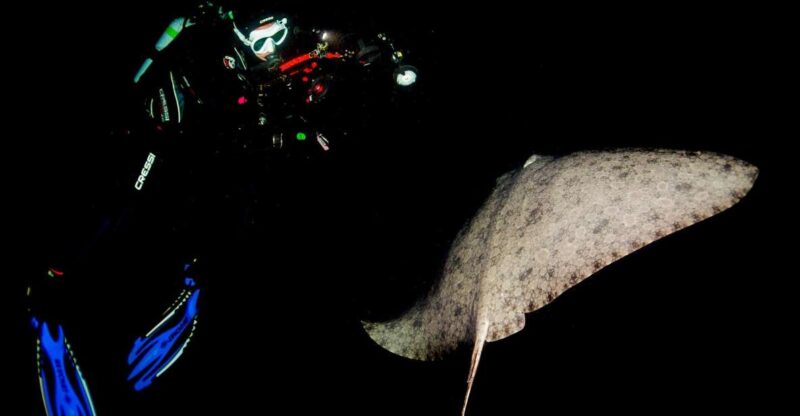 Santa Cruz De Tenerife: Nocturnal Life Guided Night Dive - Key Points
