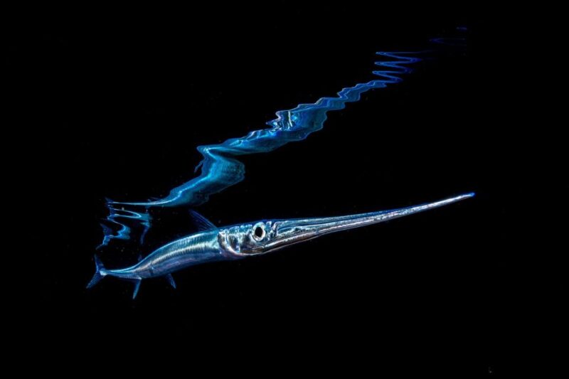 Santa Cruz De Tenerife: Nocturnal Life Guided Night Dive - Explore Nocturnal Marine Life