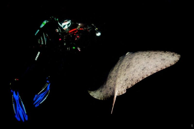 Santa Cruz De Tenerife: Nocturnal Life Guided Night Dive - Diving Certification Requirements