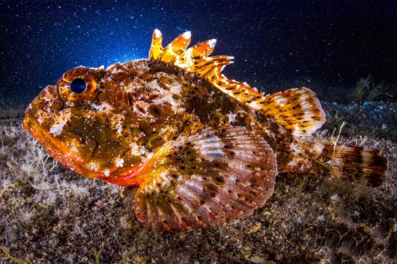 Santa Cruz De Tenerife: Nocturnal Life Guided Night Dive - Price and Availability Details