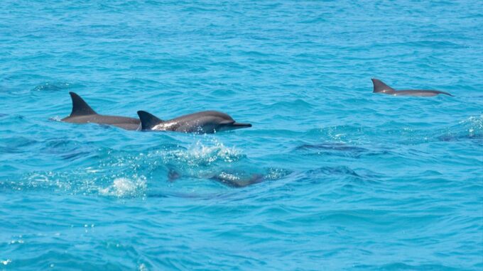 Santa Eulalia: Jet Ski Tour With Optional Dolphin Searching - 2-Hour Dolphin Adventure