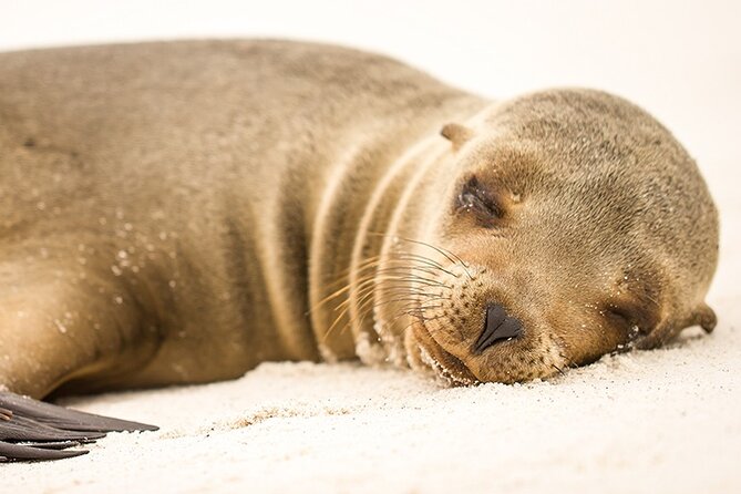 Santa Fé Island on Board of Sea Lion Yacht - Highlights and Memories