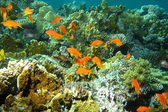 Santa Maria and Chileno Bay Snorkel Adventure Los Cabos - Preparing for the Snorkel Adventure