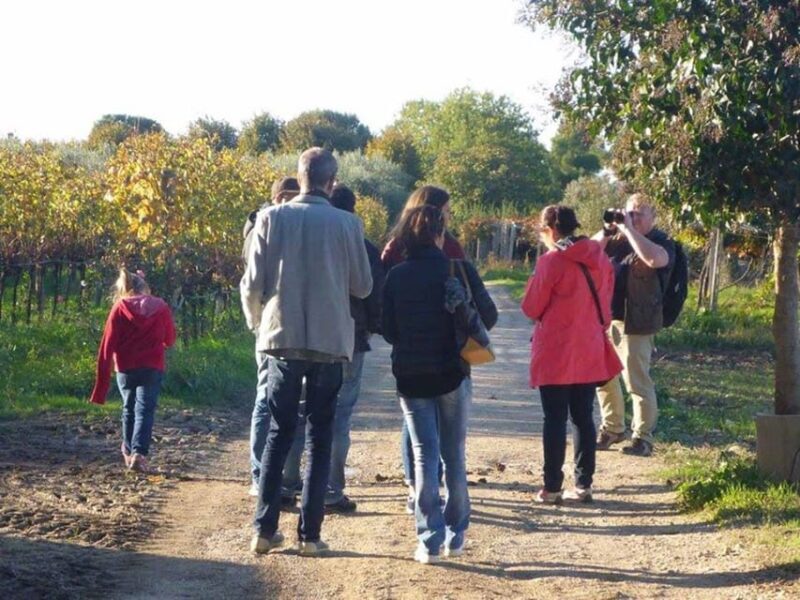 Santa Maria Imbaro: The Vinarte Wine Tour - Overview of the Vinarte Wine Tour