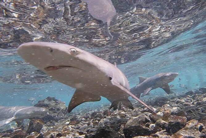 Santa Maria, Sal: All-inclusive Salt Lake, Blue Eye, and Shark Bay - Getting to the Tour