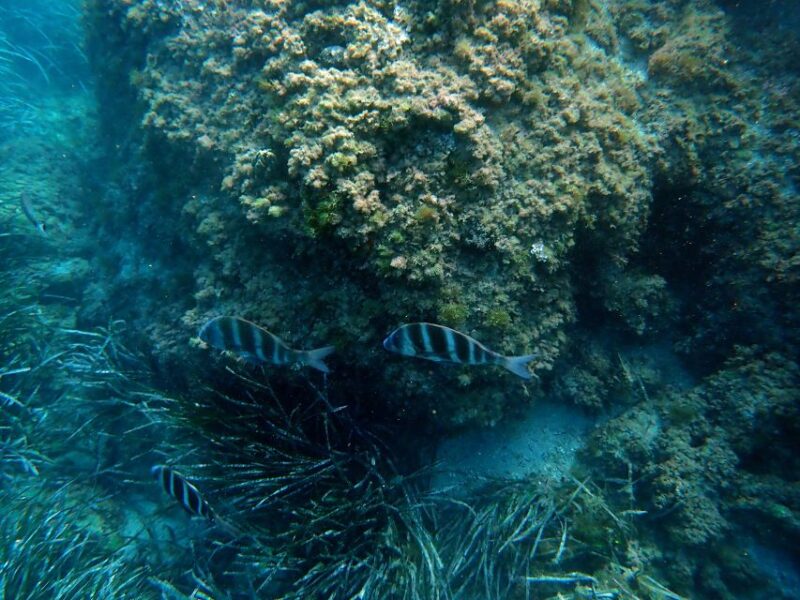 Santa Pola: 3-Hour Scuba Diving Near Tabarca - Highlights of the Scuba Diving Tour