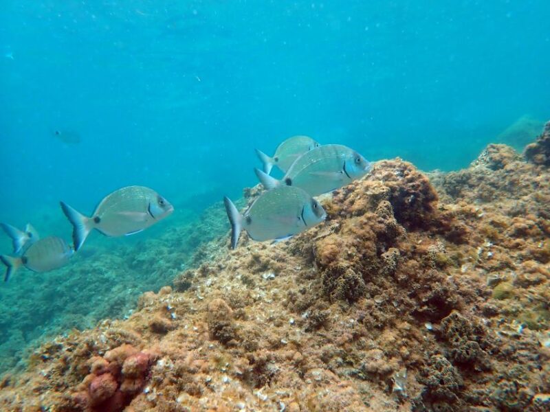 Santa Pola: 3-Hour Scuba Diving Near Tabarca - Scuba Diving Instruction and Guidance