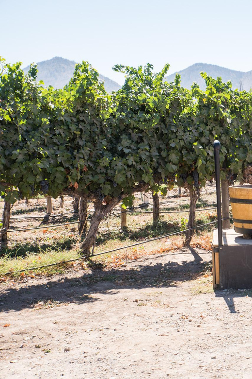 Santa Rita: Tour + Premium Wine Tasting + Private Transport - Pickup and Transportation
